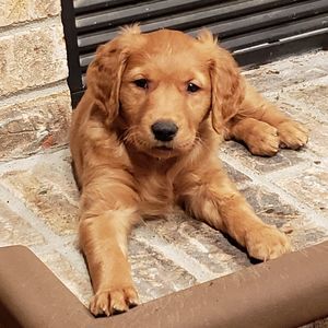 Meet your Posher, Christie